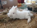 White long haird Lion head rabbit