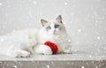 White ragdoll cat with blue eyes in snow with red toy