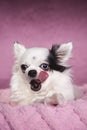 White long haired Chihuahua licking on a soft pink blanket against a dark pink background