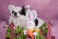 White long haired Chihuahua pink blanket with Easter decorations