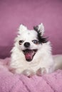 White long haired Chihuahua yawning on a soft pink blanket against a dark pink background Royalty Free Stock Photo