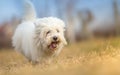 White Long Haired Dog in run Royalty Free Stock Photo