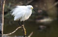 Snowy Egret, Pickney Island Wildlife Refuge, South Carolina Royalty Free Stock Photo