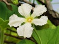 White long melon flower Royalty Free Stock Photo