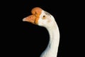 White long-necked duck, orange beak, black background