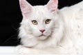 White longhair American Coon Cat. Portrait of cat looking at camera on black and white background Royalty Free Stock Photo