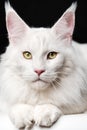 Close-up portrait of white color Maine Coon Cat on black and white background Royalty Free Stock Photo
