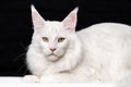 Portrait sweet American Forest Cat. Animal lies, looking camera on black and white background Royalty Free Stock Photo