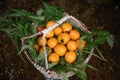 White Loquat Royalty Free Stock Photo