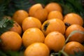 White Loquat Royalty Free Stock Photo