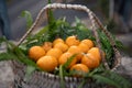 White Loquat Royalty Free Stock Photo