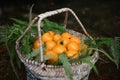 White Loquat Royalty Free Stock Photo