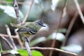 White-lored Tyrannulet Ornithion inerme perched on a branch over the branches