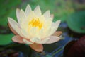 White lotus