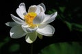 The white lotus