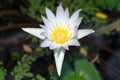 White lotus against the water and green leaves