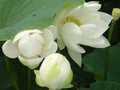 White lotus in baiyangdian Royalty Free Stock Photo