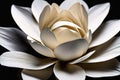 white lotus on black background, macro viewwhite lotus on black background, macro viewbeautiful Royalty Free Stock Photo