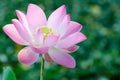 White lotus bloom in the pond,