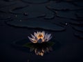 White lotus blooming on dark pond, have yellow pollen in center, waterlily with reflection in pond Royalty Free Stock Photo