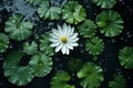 White Lotus blooming in lake,Water drop on leaf AI Generated Royalty Free Stock Photo