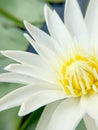 White lotus blooming in pond, close up shot.. Royalty Free Stock Photo