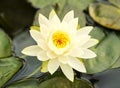 White lotus blooming in a pond