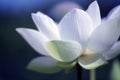 The white lotus blooming in the pond in summer is very pure and elegant