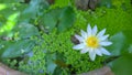 White Lotus Blooming