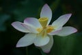 White lotus blossm