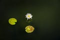 White lotus blossom and blooming in the pond with 2 leafs. Nature background. Royalty Free Stock Photo