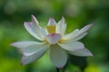 White lotus blossm