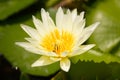 The White lotus blossoms and water to lure insects down lotus. T Royalty Free Stock Photo