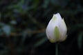 White lotus bud in dark background Royalty Free Stock Photo