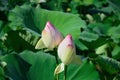 White lotus buds, Kyoto Japan. Royalty Free Stock Photo