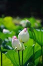 White lotus buds, Kyoto Japan. Royalty Free Stock Photo