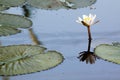 White lotus in dirty pond Royalty Free Stock Photo