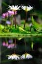 White lotus and dragonfly.