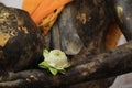 White lotus elaborate blooming on hand of Buddha disciple statue