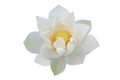 White lotus flower Royalty Free Stock Photo