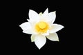 White Lotus flower beautiful. Dubbed as \