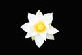 White Lotus flower beautiful isolated on black background. Dubbed as \