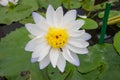 White lotus flower with bees
