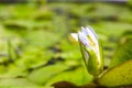 White lotus flower beginning to bloom