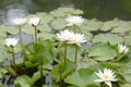 White Lotus flower bloom in pond,water lily in the public park. Royalty Free Stock Photo