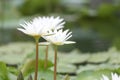 White Lotus flower bloom in pond,water lily in the public park. Royalty Free Stock Photo