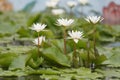 White Lotus flower bloom in pond, water lily in the public park. Royalty Free Stock Photo