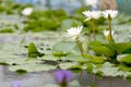 White Lotus flower bloom in pond,water lily in the public park. Royalty Free Stock Photo