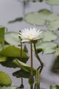 White Lotus flower bloom in pond,water lily in the public park. Royalty Free Stock Photo