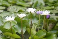 White Lotus flower bloom in pond,water lily in the public park. Royalty Free Stock Photo